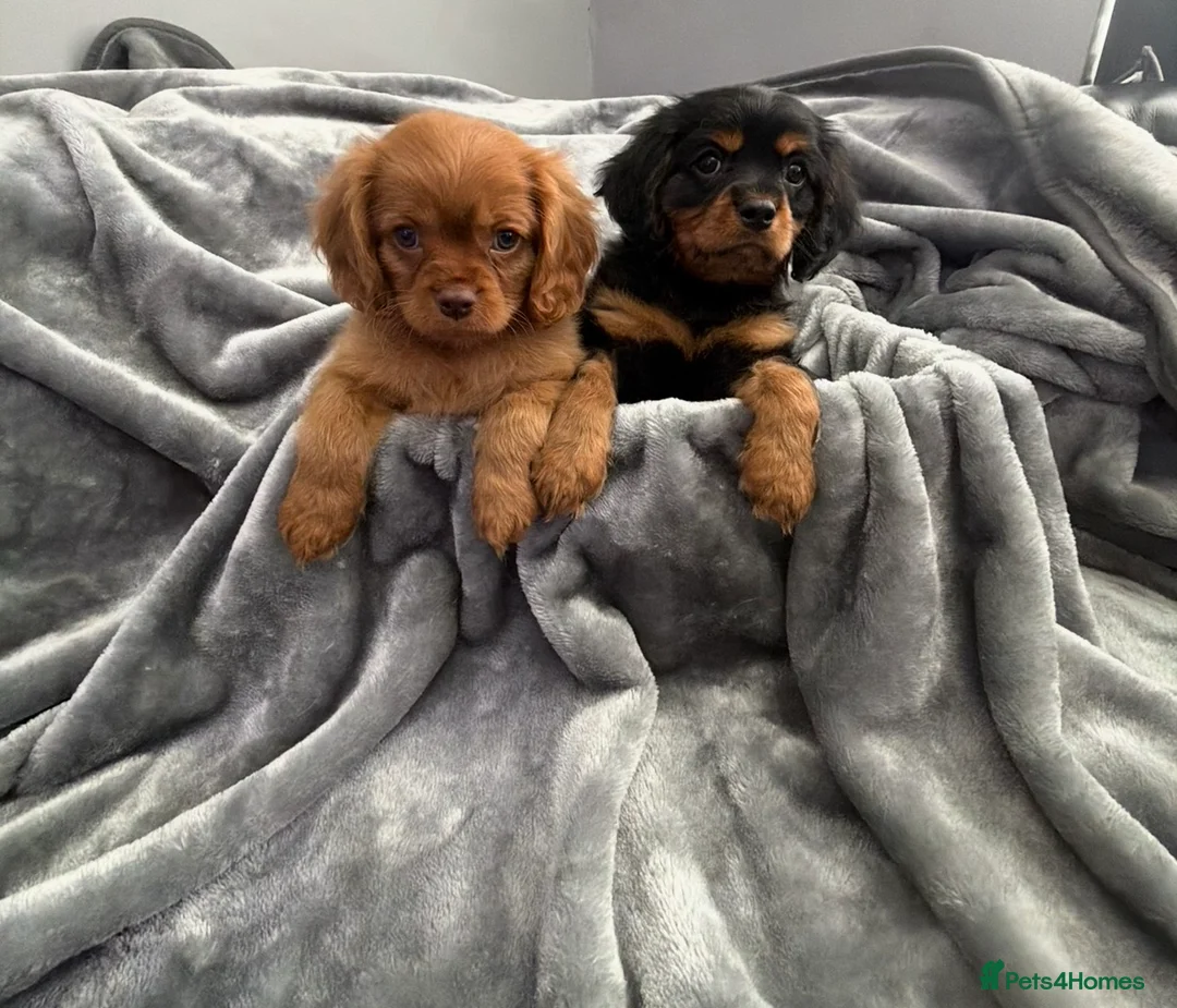 Cavalier King Charles Spaniel dogs for sale: KC REG EXTENSIVELY HEALTH TESTED CAV BABIES  - Advert 1