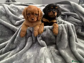 Cavalier King Charles Spaniel dogs for sale: KC REG EXTENSIVELY HEALTH TESTED CAV BABIES - Advert 2