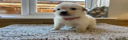 Golden Retriever dogs for sale: Gorgeous golden retriever pups - Advert 31