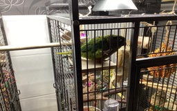 Conures birds for sale: Reggie the Conure - Image 7