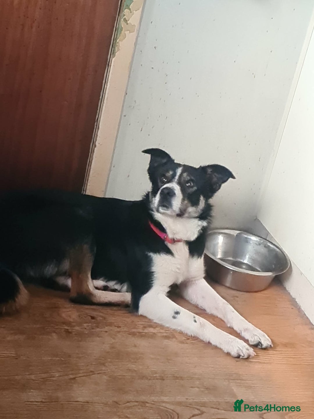 Mixed Breed dogs for sale: Puppies(husky dad-border collie mum) - Advert 11