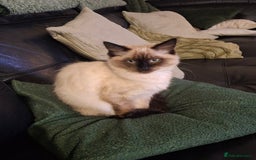 Ragdoll cats for sale: Ragdoll/maincoon - Image 5