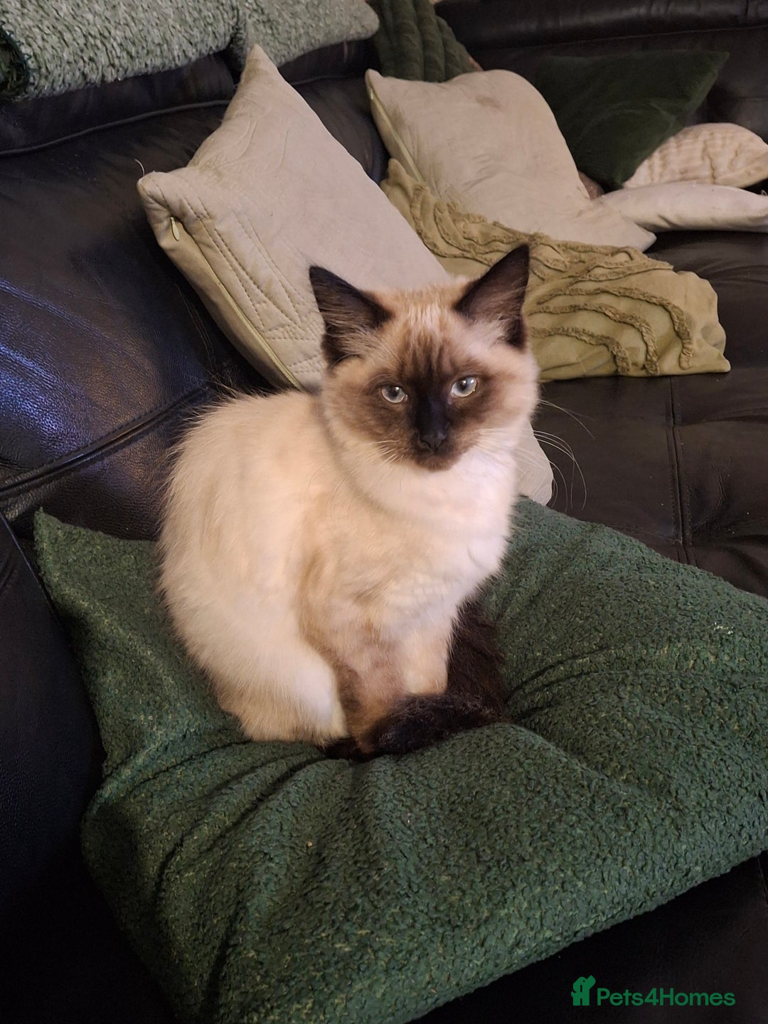 Ragdoll cats for sale: Ragdoll/maincoon - Image 5