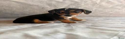 Jack Russell dogs for sale: Miniature Jack Russell puppies  - Advert 8