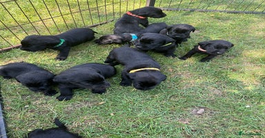 Labrador Retriever dogs - Advert 12