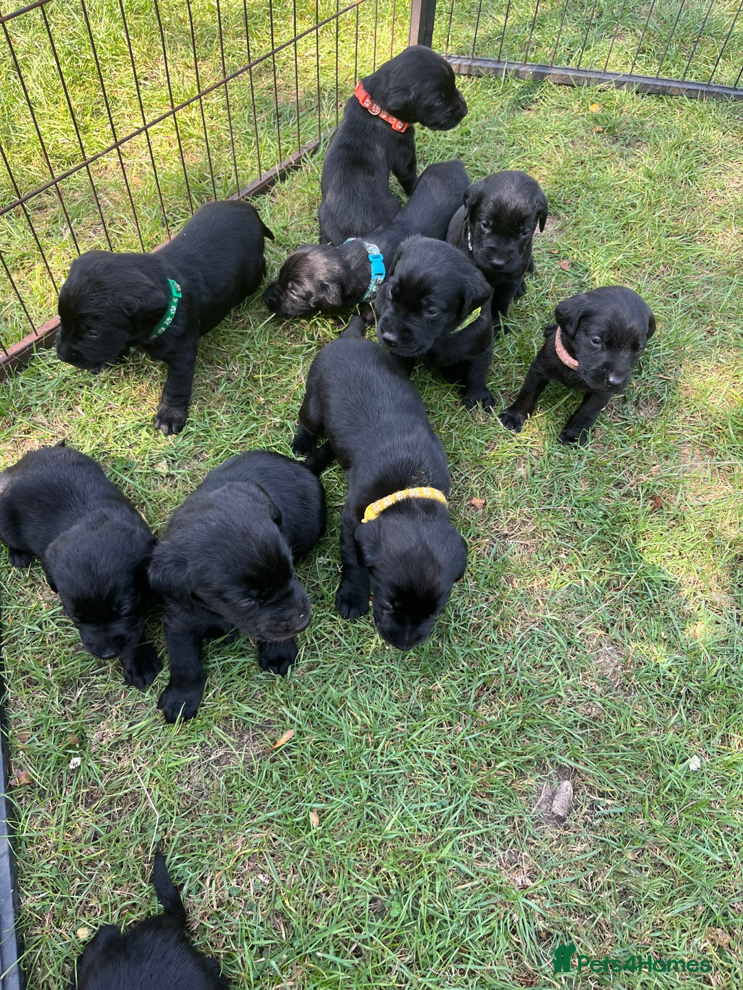 Labrador Retriever dogs for sale: Labrador puppies  - Image 9