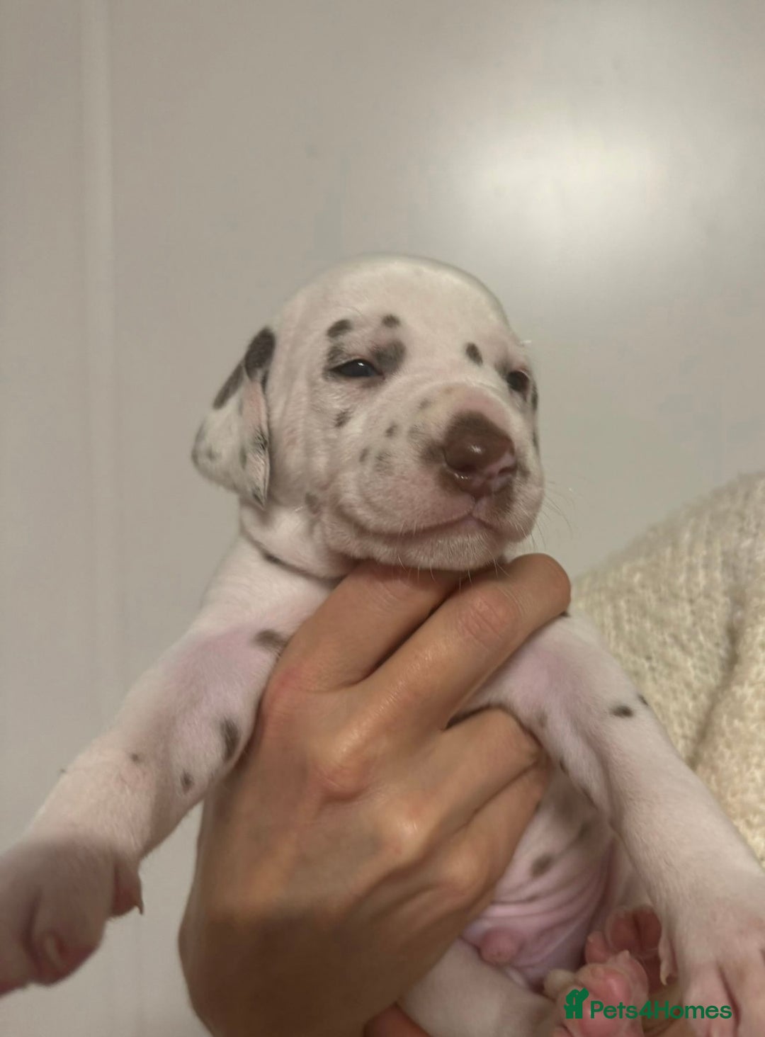 Dalmatian dogs for sale: Liver spotted Dalmatians  - Advert 4