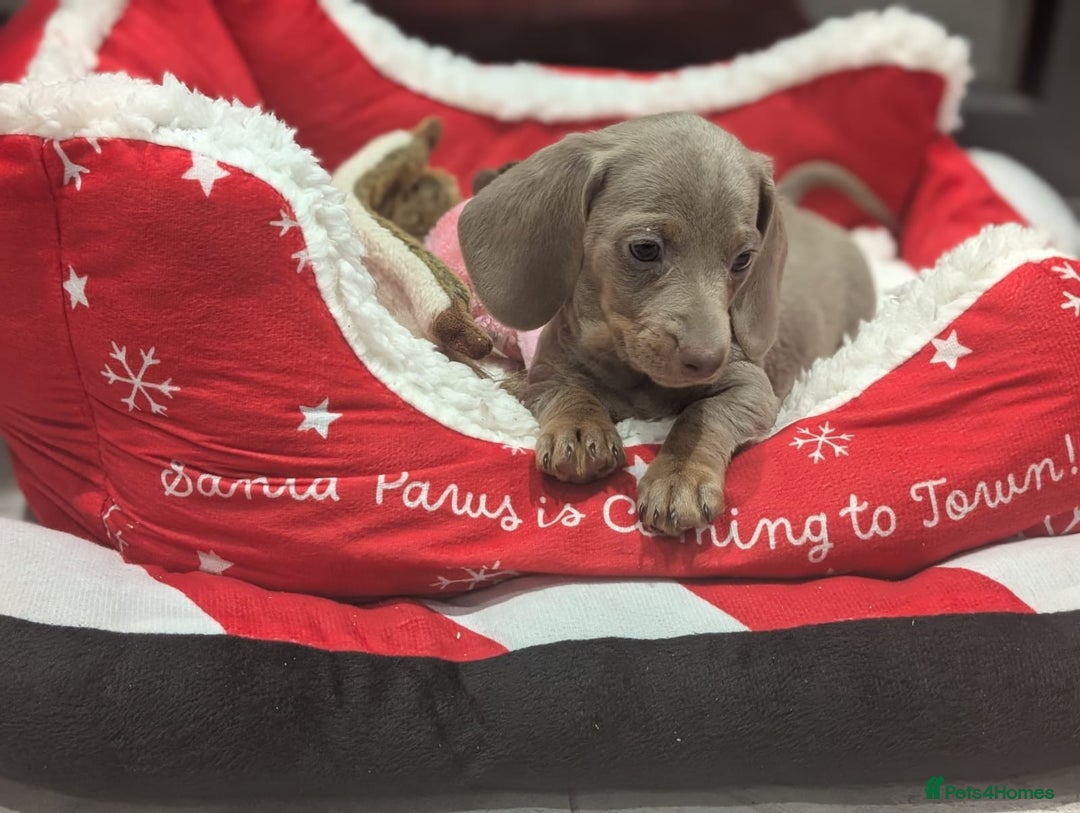 Miniature Dachshund dogs for sale: Adorable little of miniature daschunds  - Advert 33