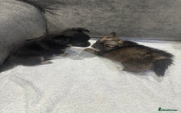 Chihuahua dogs for sale: chihuahuas puppies for sale  - Advert 8