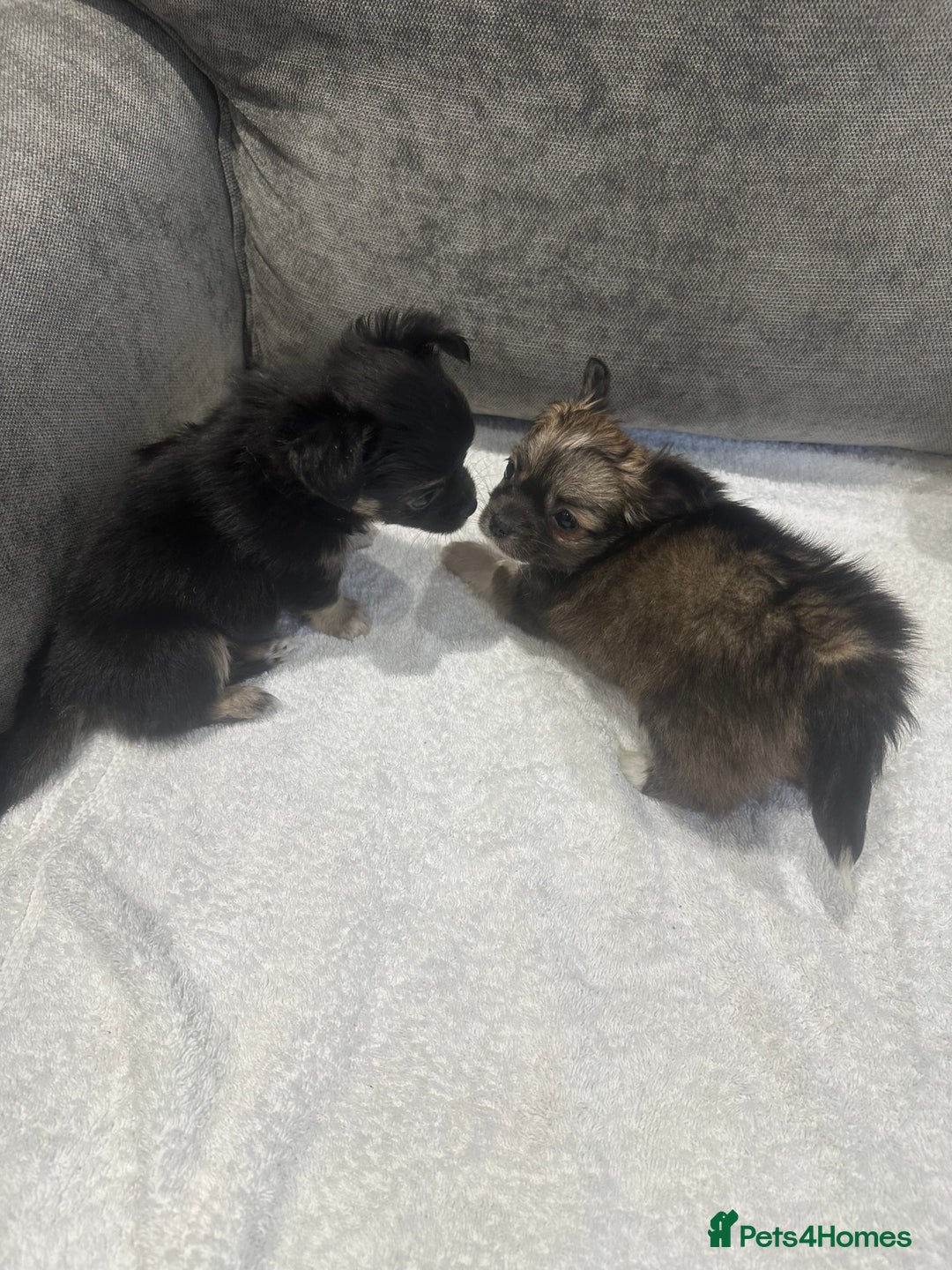 Chihuahua dogs for sale: chihuahuas puppies for sale  - Advert 8