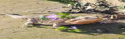 Bearded Dragon reptiles for sale: Bearded Dragon and Complete Vivarium Setup in Yarm - Advert 14