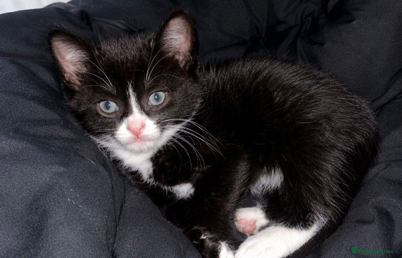 Mixed Breed cats Beautiful kitten - Advert 1