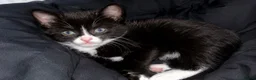 Mixed Breed cats for sale: Beautiful kitten bengal cross  - Advert 1