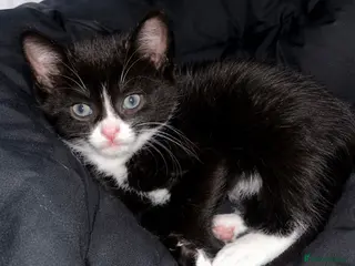 Mixed Breed cats Beautiful kitten bengal cross - Advert 14