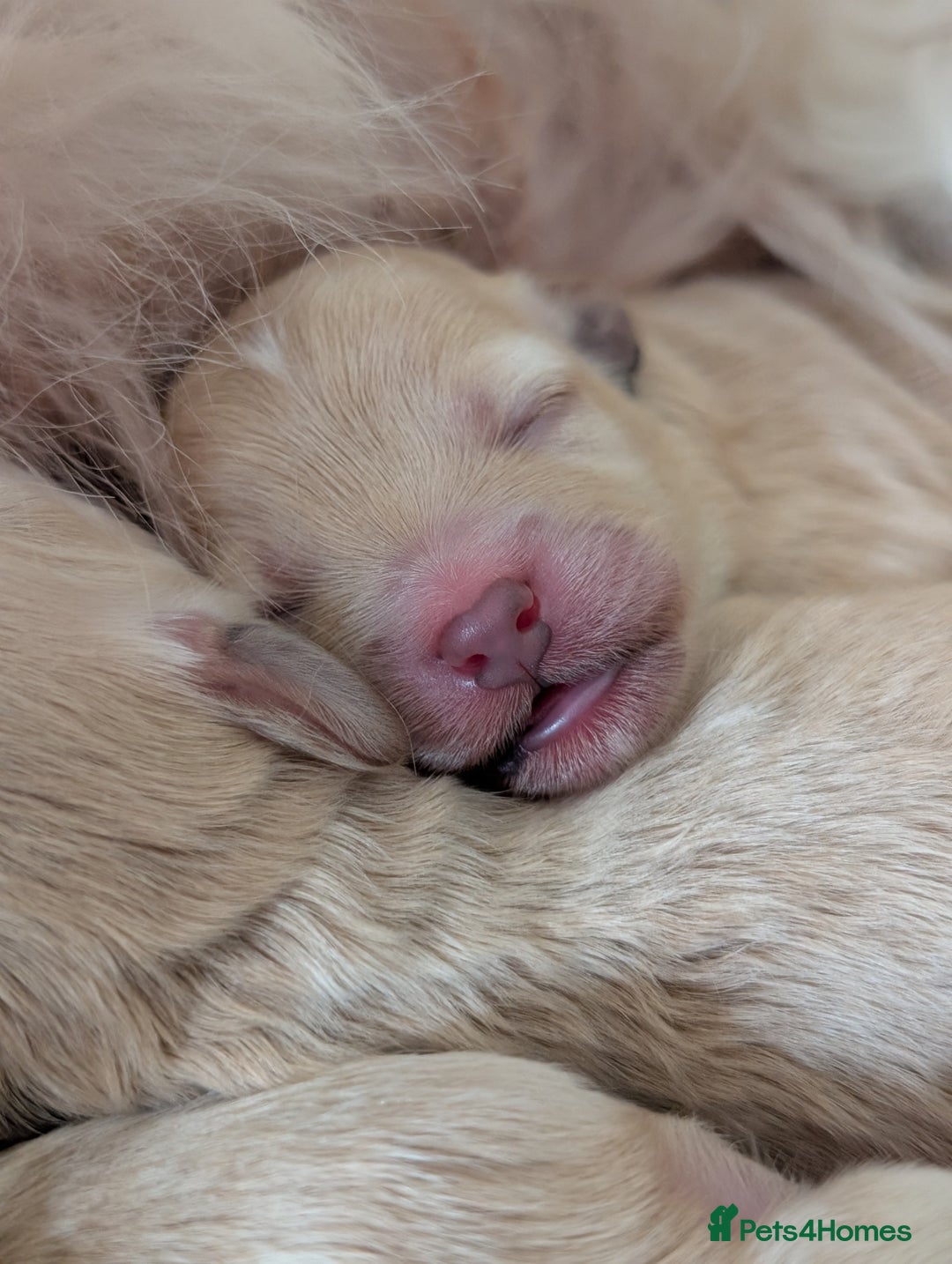 Maltipoo dogs for sale: 🩷 1 Baby Girl Available  - Advert 7