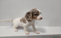 Cocker Spaniel dogs for sale: 5 Girl cocker spaniel puppies - Advert 6