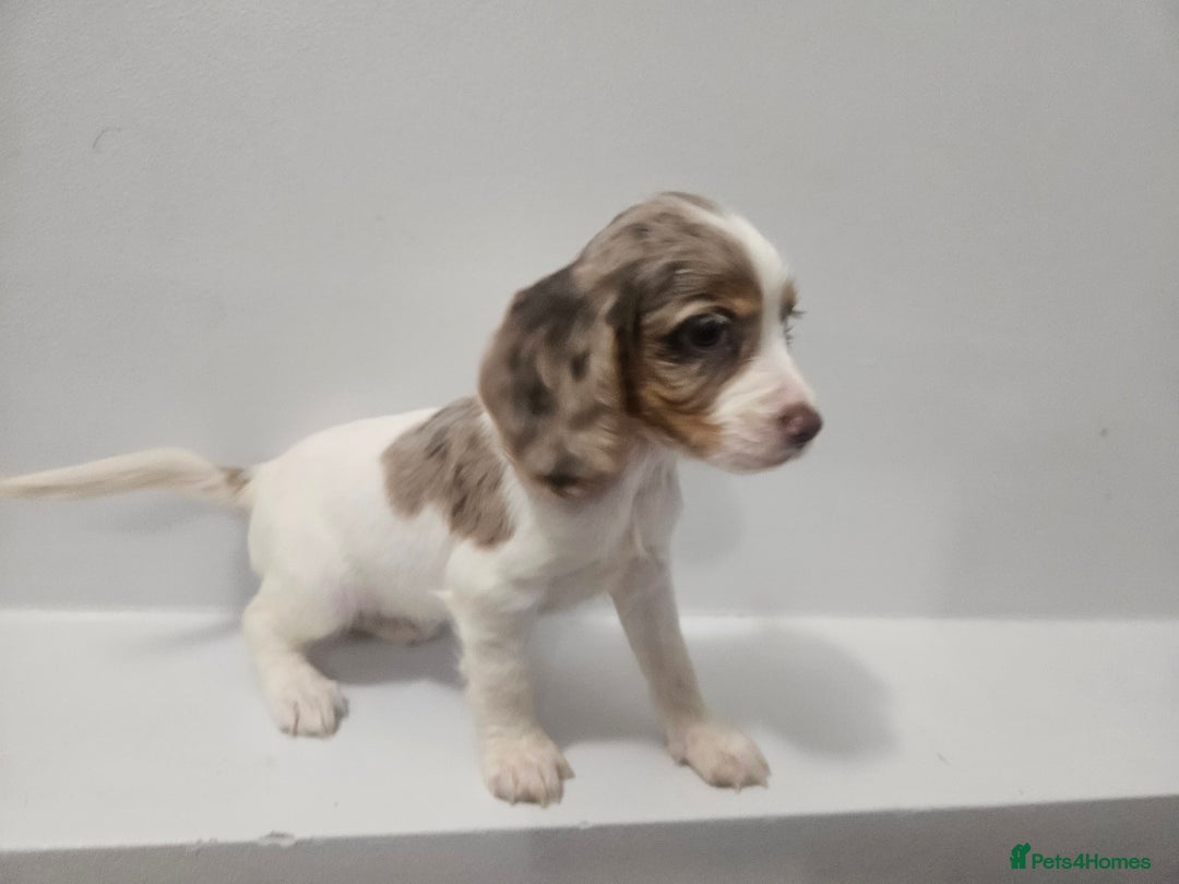 Cocker Spaniel dogs for sale: 5 Girl cocker spaniel puppies - Advert 6