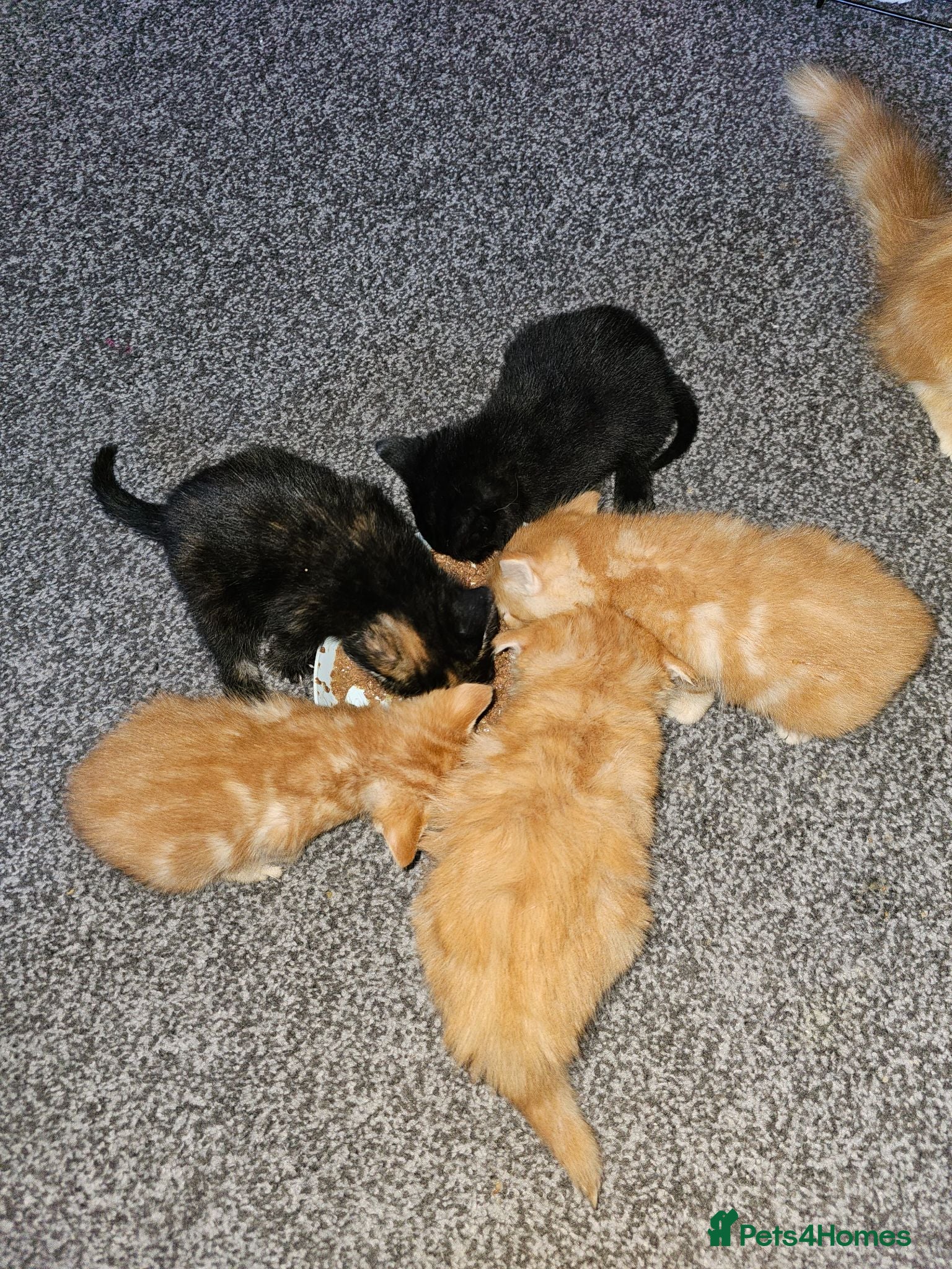 Mixed Breed cats Mixed litter off kitty's  - Advert 9