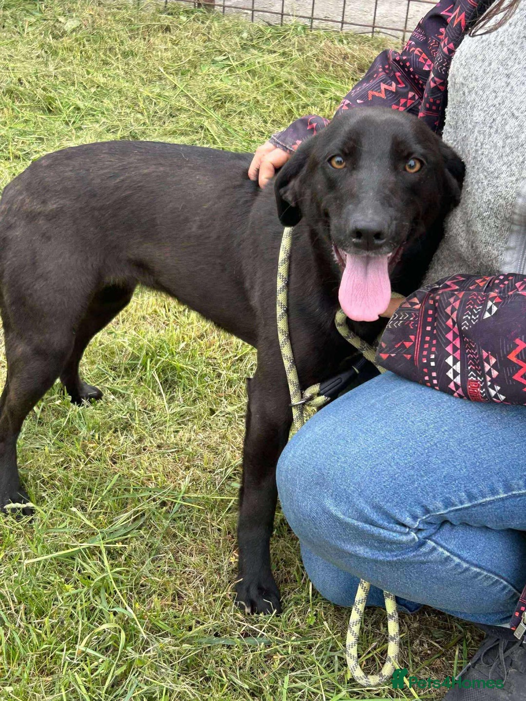 Mixed Breed dogs for adoption: LOLA -affectionate girl/ friendly/loving/happy - Image 7