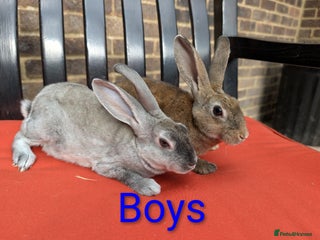 Rex rabbits - Advert 4