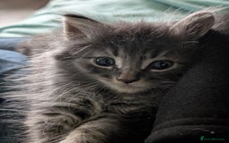 Mixed Breed cats for sale: Spynx X maincoon  - Image 13
