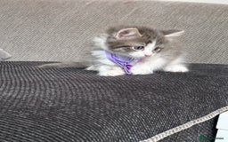 British Shorthair cats for sale: Beautiful bred British shorthairs  - Image 4