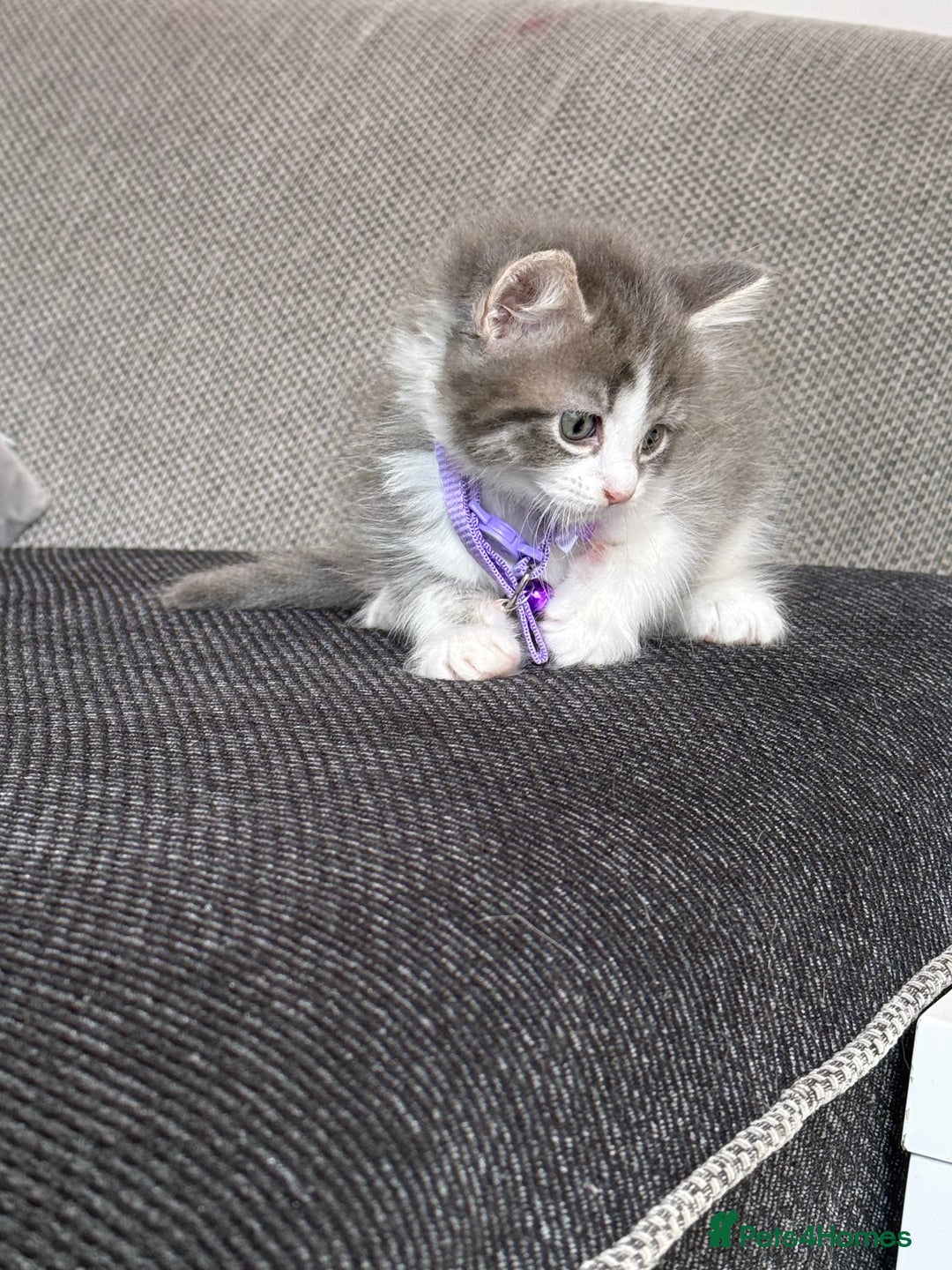 British Shorthair cats for sale: Beautiful bred British shorthairs  - Image 4