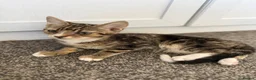 Mixed Breed cats for sale: 6 lovely kittens looking home - 🩷3 girls 🩵3 boys in Sutton-in-Ashfield - Advert 11