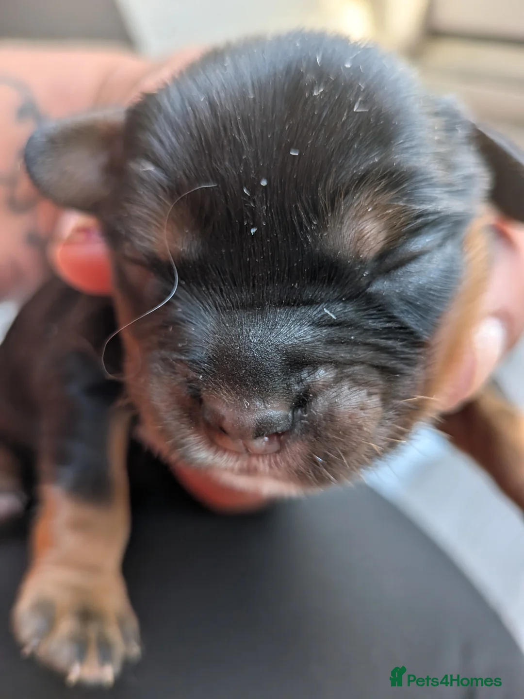 Cavapoo dogs for sale: Beautiful cavapoo puppies  in Wymondham - Advert 2