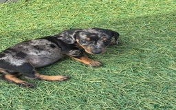 Dachshund dogs for sale: Dachshund Puppies  - Image 16