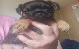 Border Terrier dogs for sale: The best border terriers - Image 13