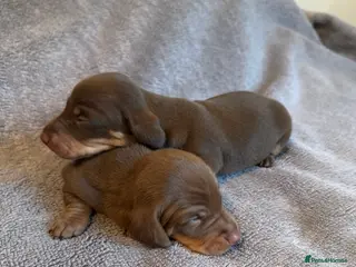 Miniature Dachshund dogs Kennel Club Mini Dachshunds - Advert 4