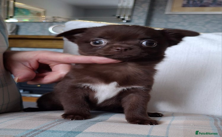 Chihuahua dogs - Advert 4