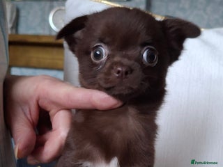 Chihuahua dogs - Advert 7