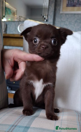 Chihuahua dogs - Advert 27