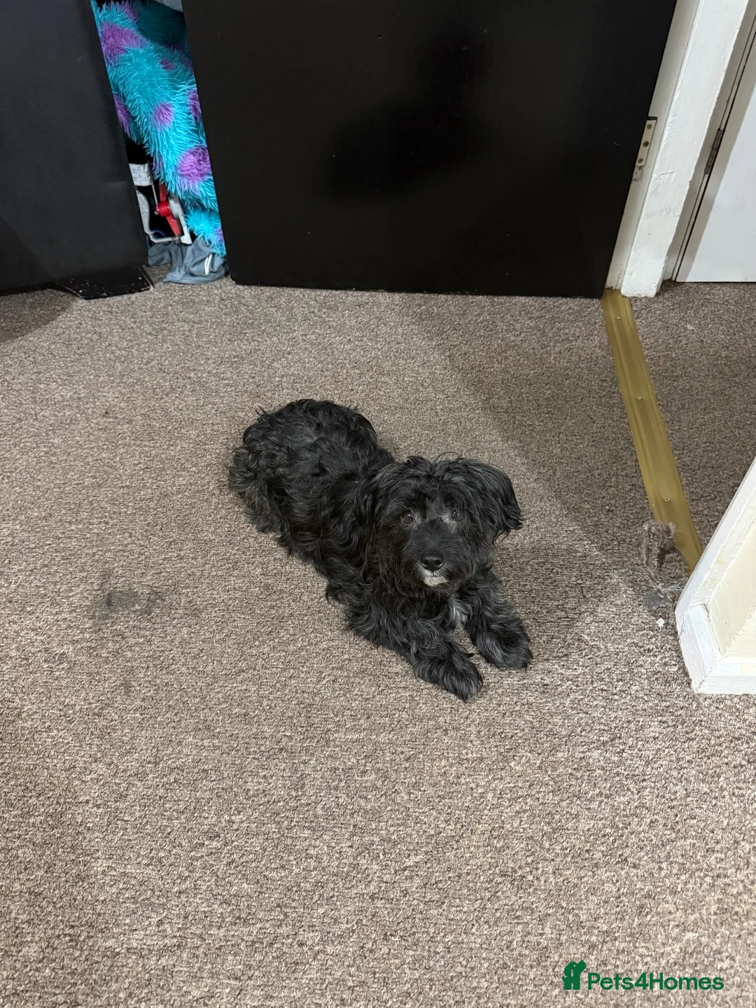 Yorkiepoo dogs for sale: Beautiful Yorkiepoo Puppies   in Oldbury - Advert 2