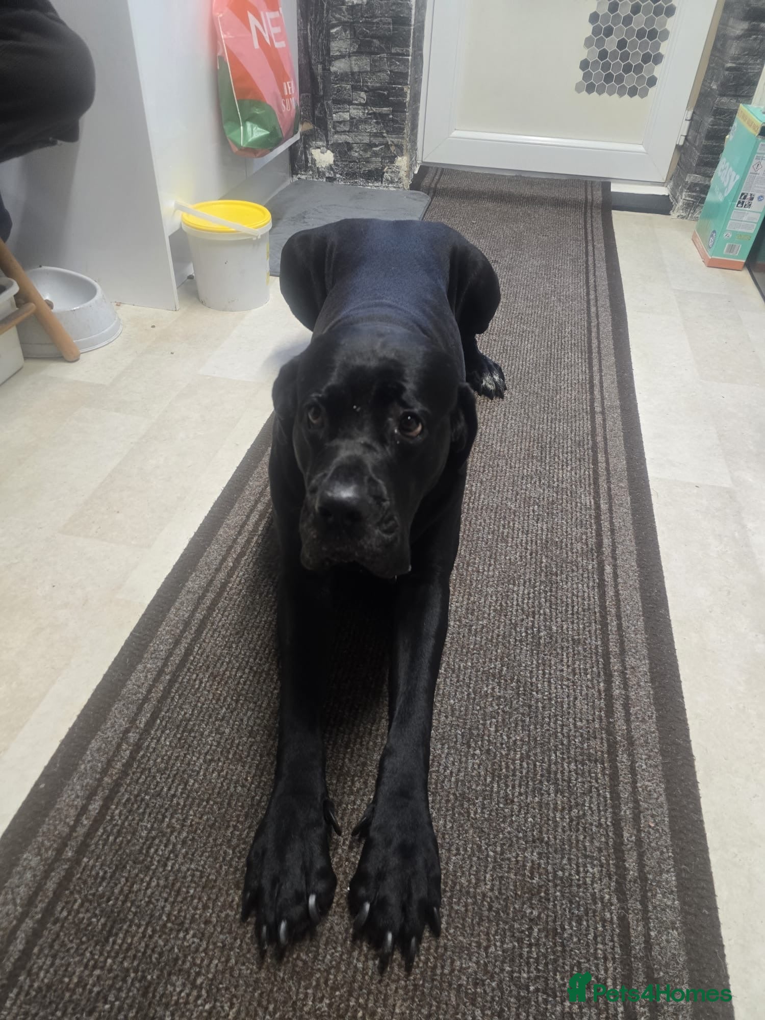 Cane Corso dogs Cane Corso for Sale- 4 girls&1Boy - Advert 1