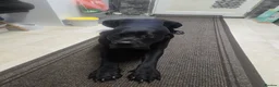 Cane Corso dogs for sale: Cane Corso for Sale- 4 girls&1Boy in Scarborough - Advert 1