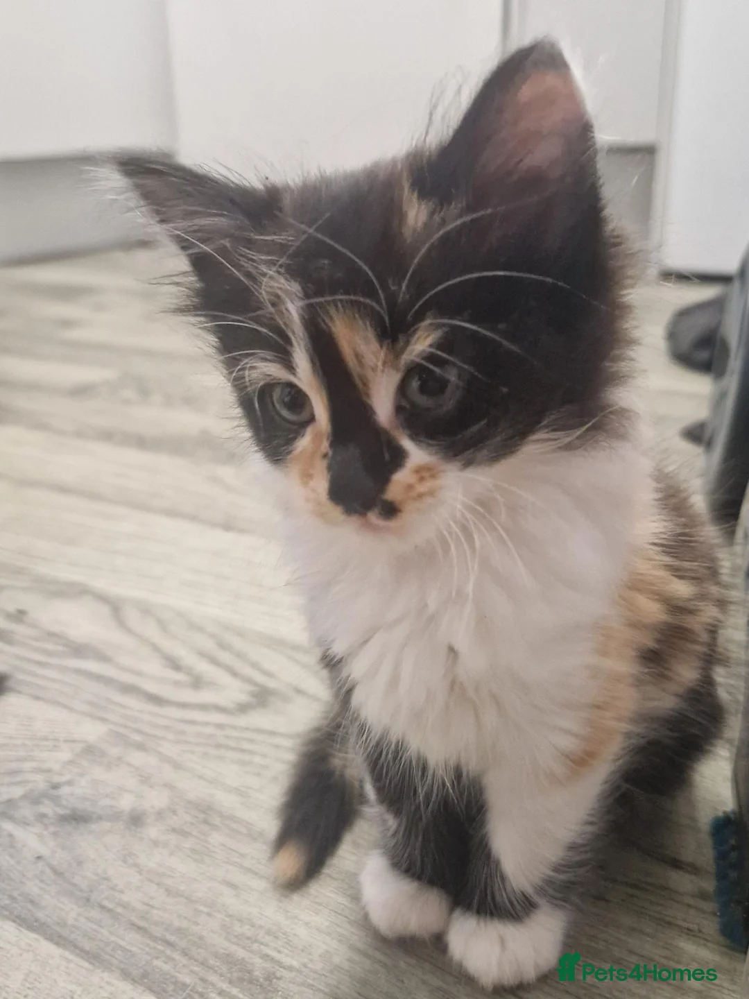 Mixed Breed cats for sale: 2 beautiful affectionate female kittens for sale  in Uckfield - Advert 5