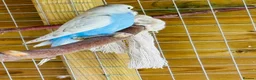 Budgerigars birds for sale: Budgie baby bird for 40 - Advert 3
