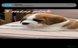Saint Bernard dogs for sale: My bubba’s - Image 11