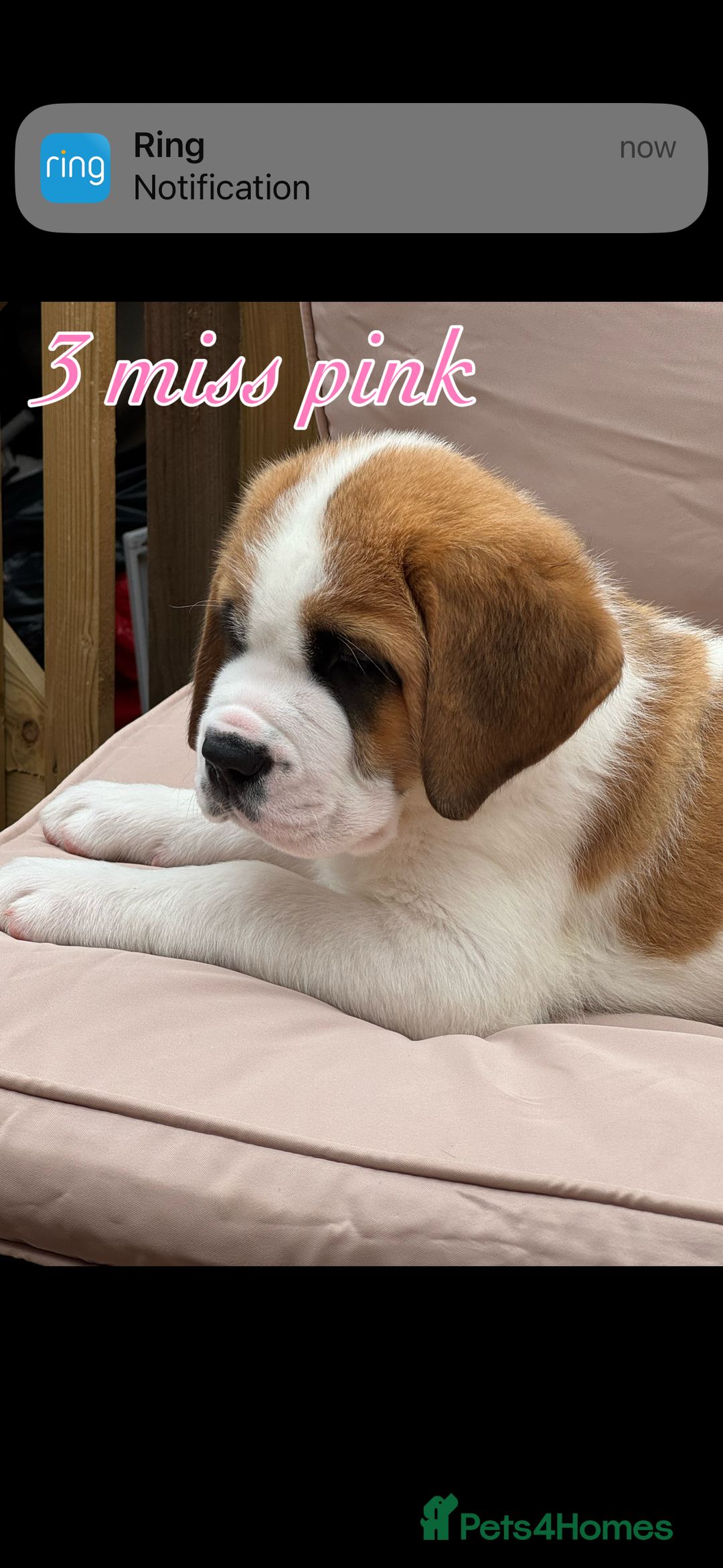 Saint Bernard dogs for sale: My bubba’s - Image 11