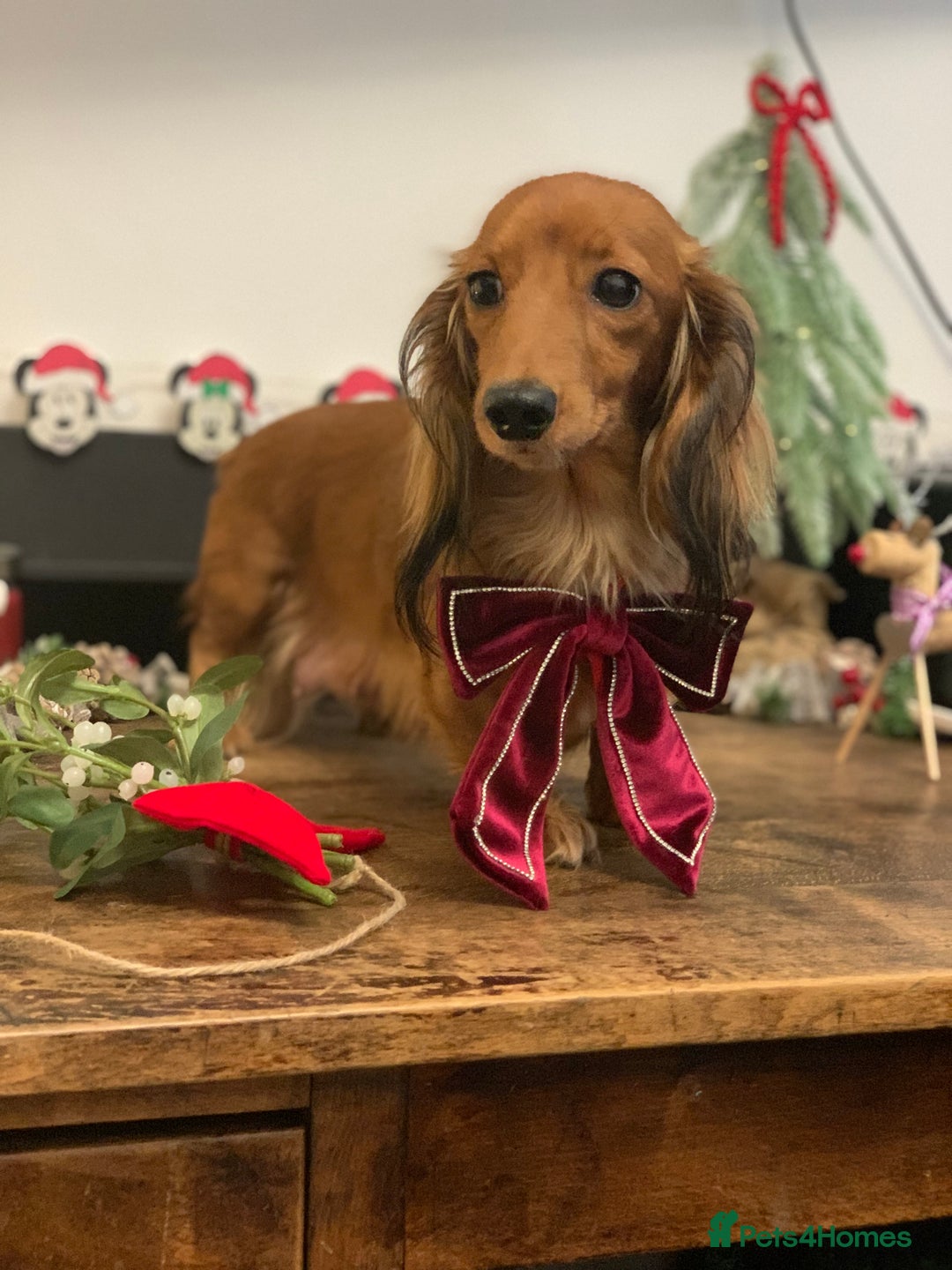 Miniature Dachshund dogs for sale: KC Registered true to type Longhaired mini’s - Advert 18