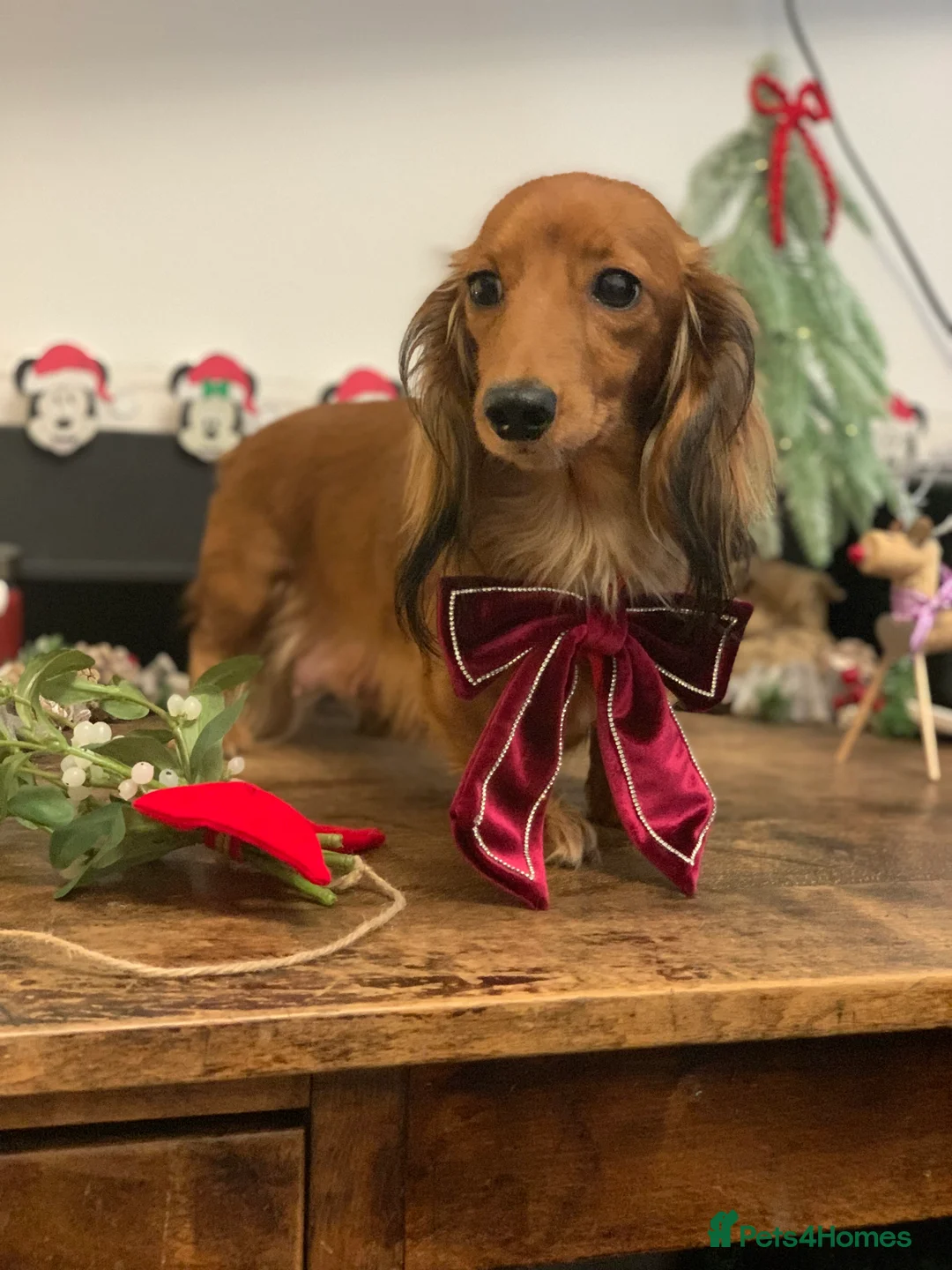 Miniature Dachshund dogs for sale: KC Registered true to type Longhaired mini’s - Advert 24