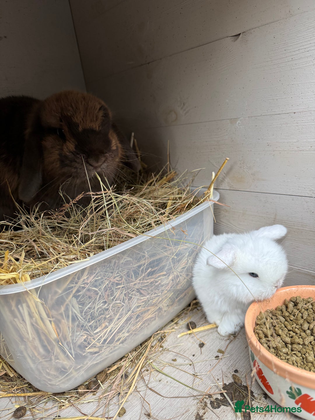 Mini Lop rabbits for sale: 8 beautiful lops  - Image 7