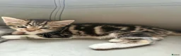 Maine Coon cats for sale: Beautiful Bengal/maine coon cross - Advert 8