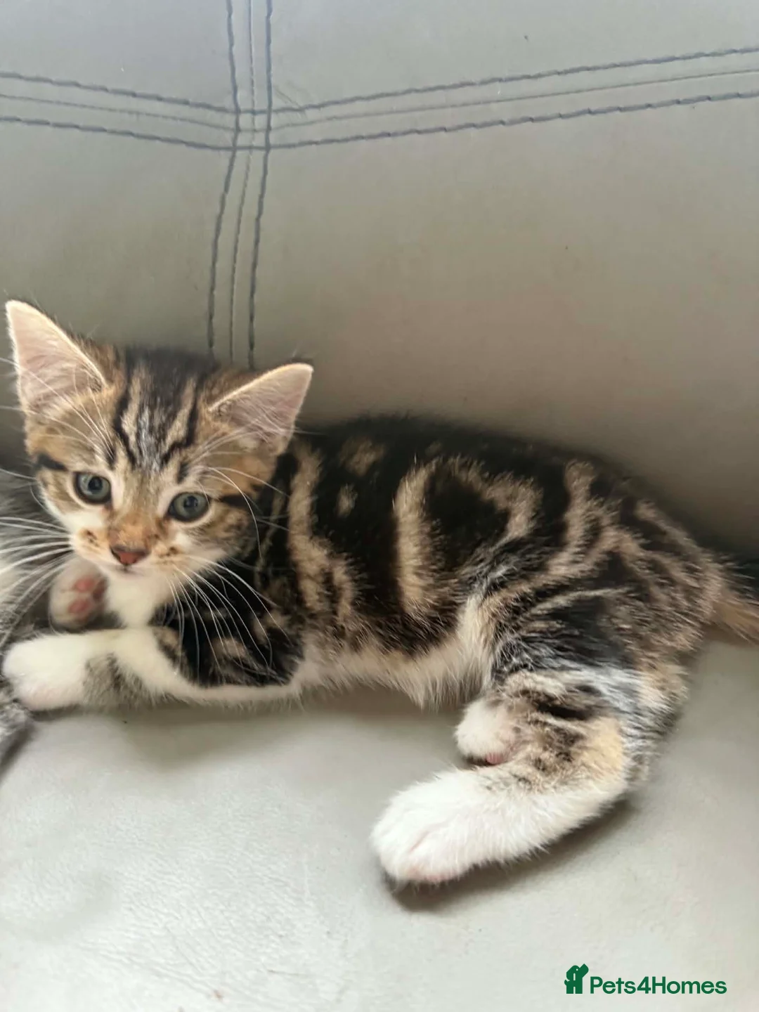 Maine Coon cats for sale: Beautiful Bengal/maine coon cross - Advert 8