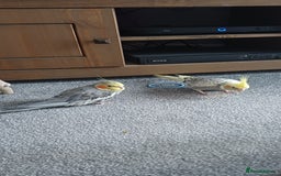 Cockatiels birds for sale: Pair of cockatiels - Advert 4