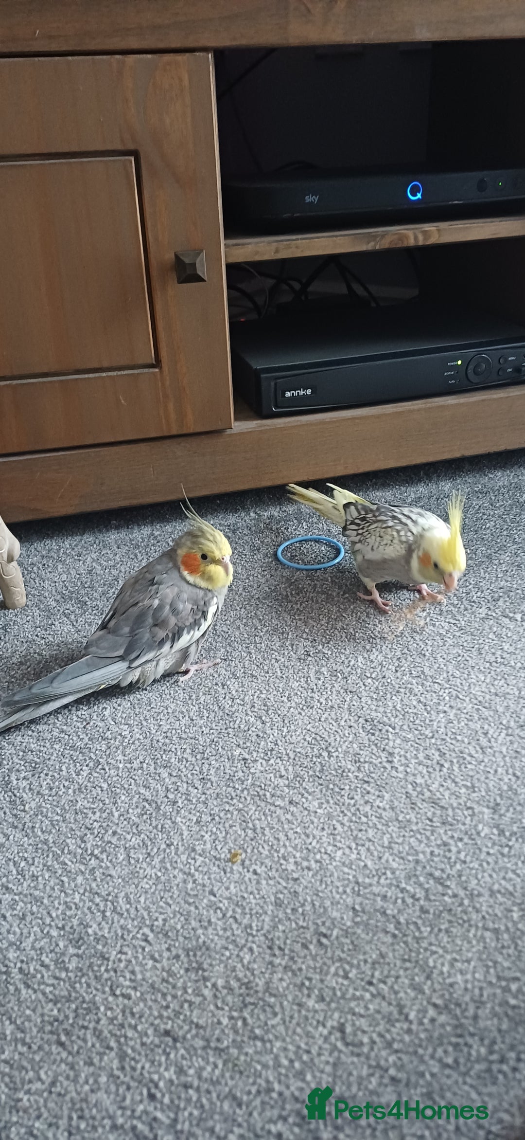 Cockatiels birds for sale: Pair of cockatiels - Advert 4