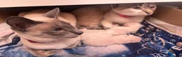 Siamese cats for sale: ORIENTAL SIAMESE × LYNX POINT SIAMESE KITTENS - Advert 6